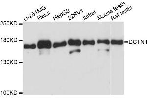 Western blot analysis of extracts of various cell lines, using DCTN1 antibody (ABIN5970900) at 1/1000 dilution. (Dynactin 1 抗体)