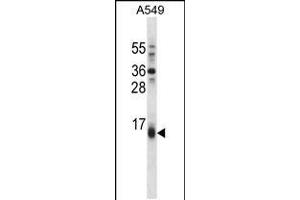 BBC3 Antibody (Center) (ABIN658021 and ABIN2850502) western blot analysis in A549 cell line lysates (35 μg/lane). (PUMA 抗体  (AA 109-137))