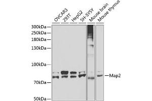 Western blot analysis of extracts of various cell lines, using Map2 antibody  at 1:400 dilution. (MAP2 抗体)