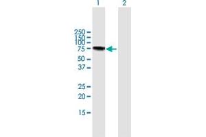 Western Blot analysis of LGALS3BP expression in transfected 293T cell line by LGALS3BP MaxPab polyclonal antibody. (LGALS3BP 抗体  (AA 1-585))