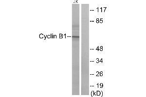 Western blot analysis of extracts from Jurkat cells, treated with UV (15mins), using Cyclin B1 (Ab-147) antibody. (Cyclin B1 抗体  (Ser147))