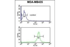 GSTK1 Antibody (Center) (ABIN653824 and ABIN2843092) flow cytometric analysis of MDA-M cells (bottom histogram) compared to a negative control cell (top histogram). (GSTK1 抗体  (AA 93-120))