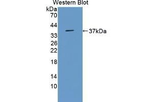 Detection of Recombinant MST, Mouse using Polyclonal Antibody to 3-Mercaptopyruvate Sulfurtransferase (MST) (MPST 抗体  (AA 1-297))