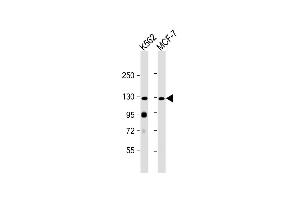 All lanes : Anti-hLLGL2- at 1:2000 dilution Lane 1: K562 whole cell lysate Lane 2: MCF-7 whole cell lysate Lysates/proteins at 20 μg per lane. (LLGL2 抗体  (N-Term))