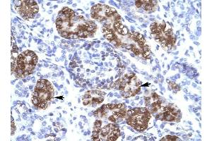 ZNF409 antibody was used for immunohistochemistry at a concentration of 4-8 ug/ml to stain Epithelial cells of renal tubule (arrows) in Human Kidney. (ZFHX2 抗体  (Middle Region))
