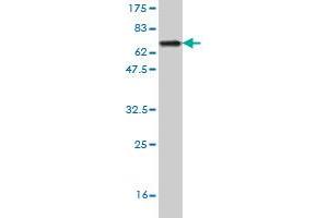 Western Blot detection against Immunogen (70. (Gasdermin B 抗体  (AA 1-411))