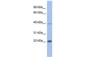 Image no. 1 for anti-Proteasome Subunit alpha 4 (PSMA4) (AA 35-84) antibody (ABIN6743269) (PSMA4 抗体  (AA 35-84))