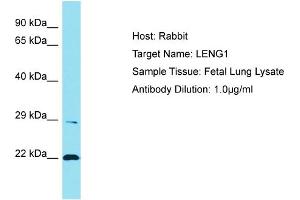 Host: Rabbit Target Name: LENG1 Sample Tissue: Human Fetal Lung Antibody Dilution: 1ug/ml (Leng1 抗体  (C-Term))