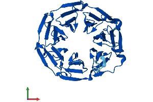 Protein Structure (PS) image for Kelch Domain Containing 8A (KLHDC8A) (AA 1-350) protein (His tag) (ABIN7548714)