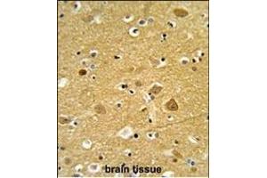 Formalin-fixed and paraffin-embedded human brain tissue reacted with TNPO1 Antibody (N-term), which was peroxidase-conjugated to the secondary antibody, followed by DAB staining. (Transportin 1 抗体  (N-Term))