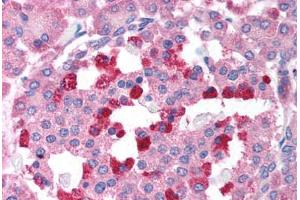 Human Pancreas (formalin-fixed, paraffin-embedded) stained with BCL2L14 antibody ABIN213910 at 2 ug/ml followed by biotinylated goat anti-rabbit IgG secondary antibody ABIN481713, alkaline phosphatase-streptavidin and chromogen. (BCL2L14 / BCL-G (C-Term) 抗体)