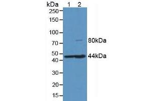 Western blot analysis of (1) Porcine Liver Tissue and (2) Rat Liver Tissue. (HFE2 抗体  (AA 234-416))