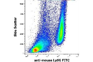 Flow cytometry surface staining pattern of murine bone marrow cells stained using anti-mouse Ly6G (RB6-8C5) FITC antibody (concentration in sample 0,5 μg/mL). (Ly6g 抗体  (FITC))