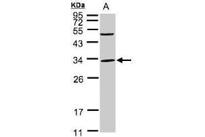 WB Image Sample(30 ug whole cell lysate) A:293T 12% SDS PAGE antibody diluted at 1:1000 (PEF1 抗体)