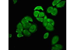 Immunofluorescence (IF) image for anti-POU Class 5 Homeobox 1 (POU5F1) (AA 1-360) antibody (ABIN7164068)