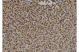 ABIN6279897 at 1/100 staining Mouse kidney tissue by IHC-P. (USP3 抗体  (N-Term))