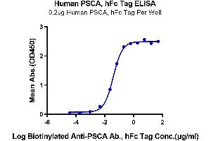 ELISA image for Prostate Stem Cell Antigen (PSCA) (AA 12-86) protein (Fc Tag) (ABIN7275411)