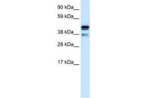 Western Blotting (WB) image for anti-C-terminal Binding Protein 1 (CTBP1) antibody (ABIN2460478) (CTBP1 抗体)
