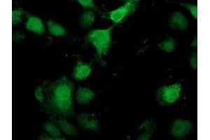 Anti-PNMT mouse monoclonal antibody (ABIN2454518) immunofluorescent staining of COS7 cells transiently transfected by pCMV6-ENTRY PNMT (RC206586). (PNMT 抗体)