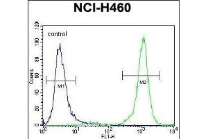 PCDHA9 Antibody (N-term) (ABIN656099 and ABIN2845442) flow cytometric analysis of NCI- cells (right histogram) compared to a negative control cell (left histogram). (PCDHA9 抗体  (N-Term))