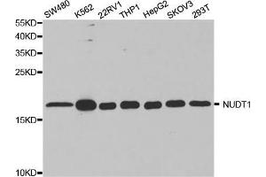 Western blot analysis of extracts of various cell lines, using NUDT1 antibody (ABIN5973187) at 1/1000 dilution. (NUDT1 抗体)