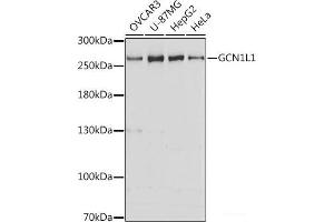 Western blot analysis of extracts of various cell lines using GCN1L1 Polyclonal Antibody at dilution of 1:3000. (GCN1L1 抗体)