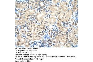 Human kidney (MORF4L2 抗体  (N-Term))