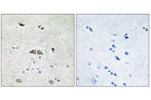 Immunohistochemistry analysis of paraffin-embedded human brain tissue using RL39L antibody. (RPL39L 抗体  (Internal Region))