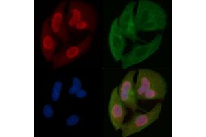 NAF1 Mouse Monoclonal Antibody staining Hela cells by IF/ICC. (NAF1 抗体)