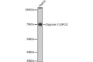 Western blot analysis of extracts of HepG2 cells, using Glypican 3 (GPC3) (GPC3) Rabbit mAb (ABIN7267487) at 1:1000 dilution. (Glypican 3 抗体)
