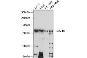 Western blot analysis of extracts of various cell lines, using DI antibody (ABIN6133501, ABIN6139618, ABIN6139619 and ABIN6214576) at 1:1000 dilution. (DIAPH3 抗体  (AA 630-849))