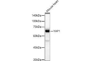 Western blot analysis of extracts of Mouse heart, using Y antibody (ABIN7271418) at 1:20000 dilution. (YAP1 抗体)