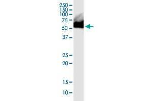 RNPS1 monoclonal antibody (M05), clone 7G8. (RNPS1 抗体  (AA 158-239))