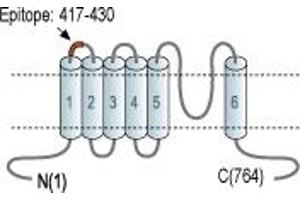 Representative domain view of the target of ABIN7043846.