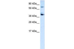 WB Suggested Anti-SP7 Antibody Titration:  0. (SP7 抗体  (C-Term))