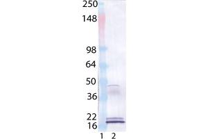 Western Blot analysis of : Lane 1: MW Marker, Lane 2: IL-33 (human), (recombinant), . (IL-33 抗体  (AA 112-270))