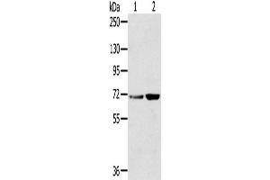 Western Blotting (WB) image for anti-Sorting Nexin 2 (SNX2) antibody (ABIN2427293)