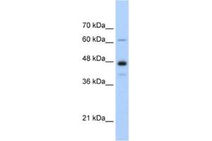 Western Blotting (WB) image for anti-Nuclear RNA Export Factor 1 (NXF1) antibody (ABIN2462206) (NXF1 抗体)