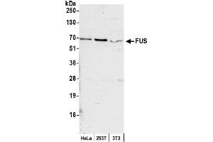 Western Blotting (WB) image for anti-Fused in Sarcoma (FUS) (AA 200-250) antibody (ABIN7452864)