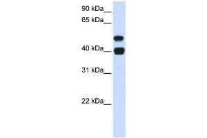 Western Blotting (WB) image for anti-Ubiquitin Specific Peptidase 22 (USP22) antibody (ABIN2460039) (USP22 抗体)