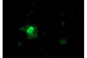Anti-FGF21 mouse monoclonal antibody (ABIN2454549) immunofluorescent staining of COS7 cells transiently transfected by pCMV6-ENTRY FGF21 (RC204538). (FGF21 抗体  (AA 29-209))