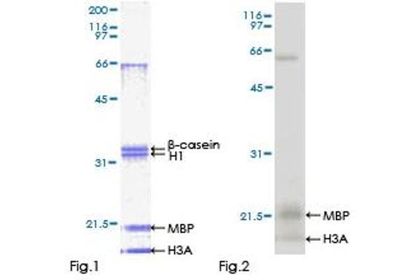 MAPK13 Protein (AA 1-365) (GST tag)