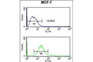 CDIPT Antibody (Center) (ABIN652986 and ABIN2842627) flow cytometry analysis of MCF-7 cells (bottom histogram) compared to a negative control cell (top histogram). (CDIPT 抗体  (AA 99-125))