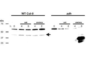 Western Blotting (WB) image for anti-Alcohol Dehydrogenase (ADH) antibody (ABIN619537) (Alcohol Dehydrogenase (ADH) 抗体)