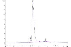 The purity of Human MSR1 is greater than 95 % as determined by SEC-HPLC.