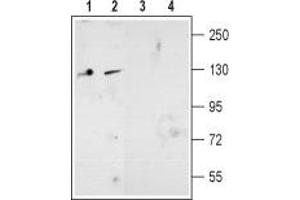 Western Blotting (WB) image for anti-Glutamate Receptor, Ionotropic, N-Methyl D-Aspartate 2D (GRIN2D) (AA 345-359), (Extracellular) antibody (ABIN7043232)