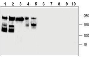 Western Blotting (WB) image for anti-Neural Cell Adhesion Molecule 1 (NCAM1) (AA 261-276), (Extracellular) antibody (ABIN7043350)