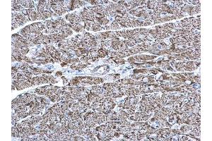 IHC-P Image COX6A2 antibody [N3C3] detects COX6A2 protein at mitochondria on mouse heart by immunohistochemical analysis. (COX6A2 抗体  (C-Term))