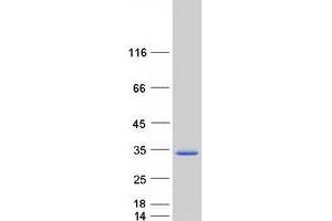 Validation with Western Blot (MXD3 Protein (Transcript Variant 1) (Myc-DYKDDDDK Tag))
