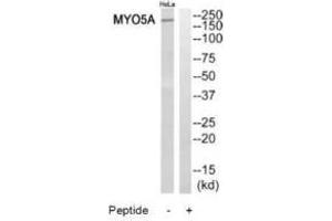 Western blot analysis of extracts from HeLa cells, using MYO5A antibody. (MYO5A 抗体  (C-Term))
